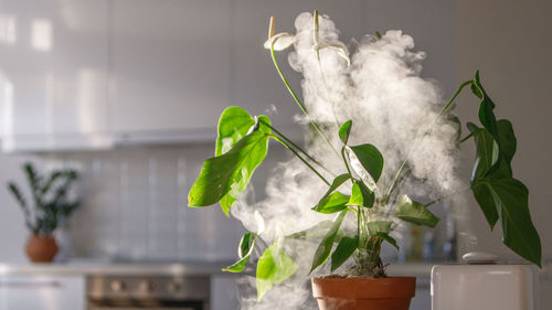 Air humidifier at home, water steam direction to houseplant. home gardening, comfortable conditions.