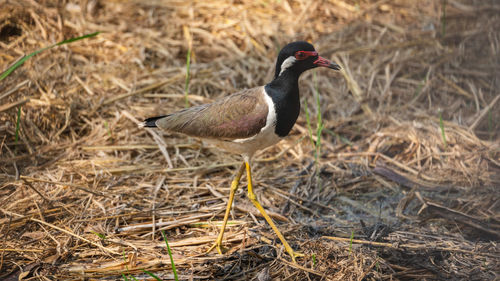 Close-up of a bird perching on a land
