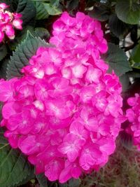 Close-up of pink hydrangea flowers