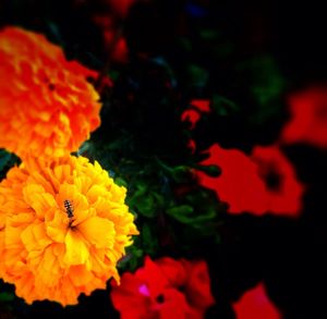 Close-up of orange flower