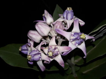 Close-up of purple flowers against black background