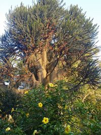 Low angle view of flower tree against sky