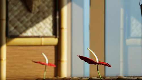 Close-up of red flower against window at home