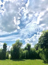 Trees growing on field against sky