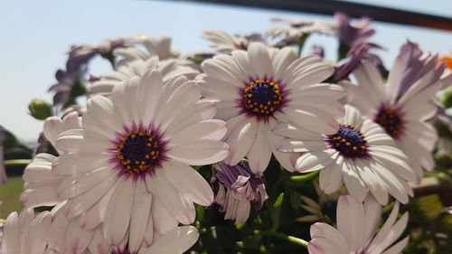 Close-up of white flowers