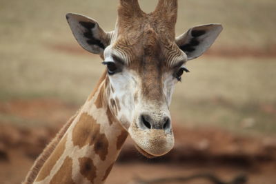 Close-up portrait of a horse