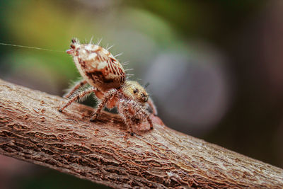 Close-up of spider on tree trunk