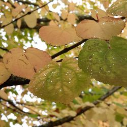 Close-up of leaves on branch