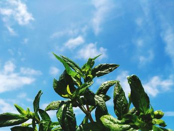 Low angle view of plant against sky