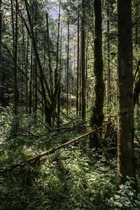 Trees growing in forest