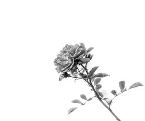 Close-up of wilted plant against white background