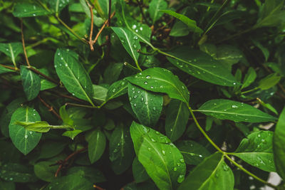 High angle view of wet leaves on plant during rainy season