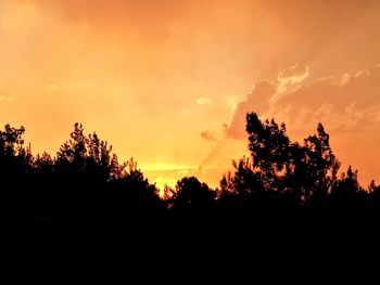 Silhouette trees at sunset