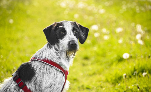 Portrait of dog on grass