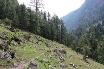 Scenic view of pine trees and mountains against sky