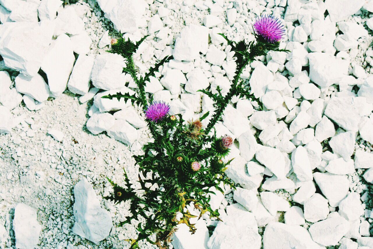 flower, plant, growth, wall - building feature, fragility, freshness, petal, nature, beauty in nature, blooming, pink color, day, growing, outdoors, no people, in bloom, close-up, purple, flower head, blossom, botany, green color, blue