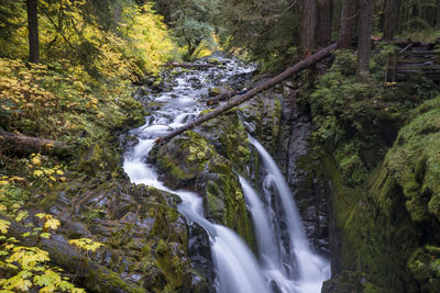 Scenic view of waterfall in forest