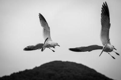 Low angle view of seagulls flying against clear sky