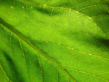 Full frame shot of green leaves