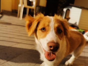 Portrait of dog at home