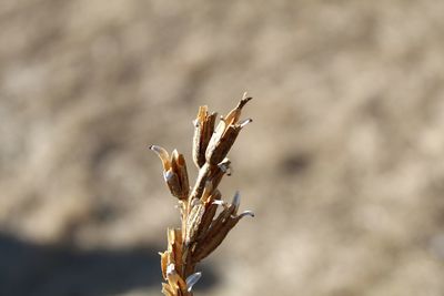 Close-up of dried plant