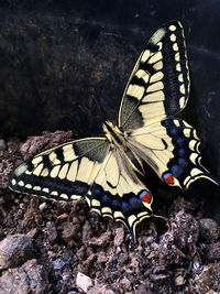 Close-up of butterfly