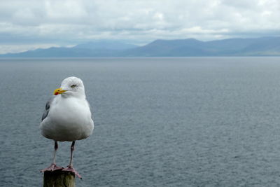 Herring gull with sea and mountains against sky
