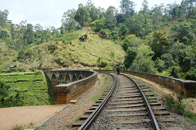 Railway tracks amidst trees against sky