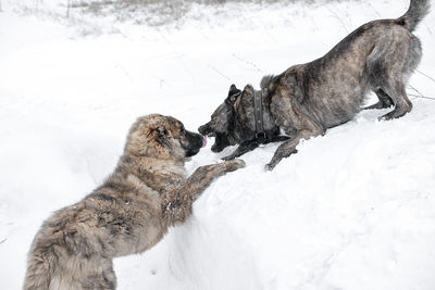 Two dogs on snow covered land