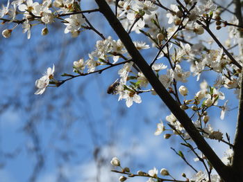 Low angle view of cherry blossoms in spring