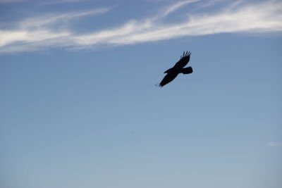 Bird flying against sky