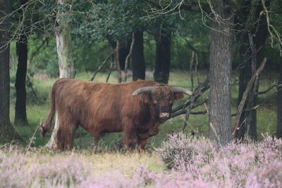 Cow  in a field