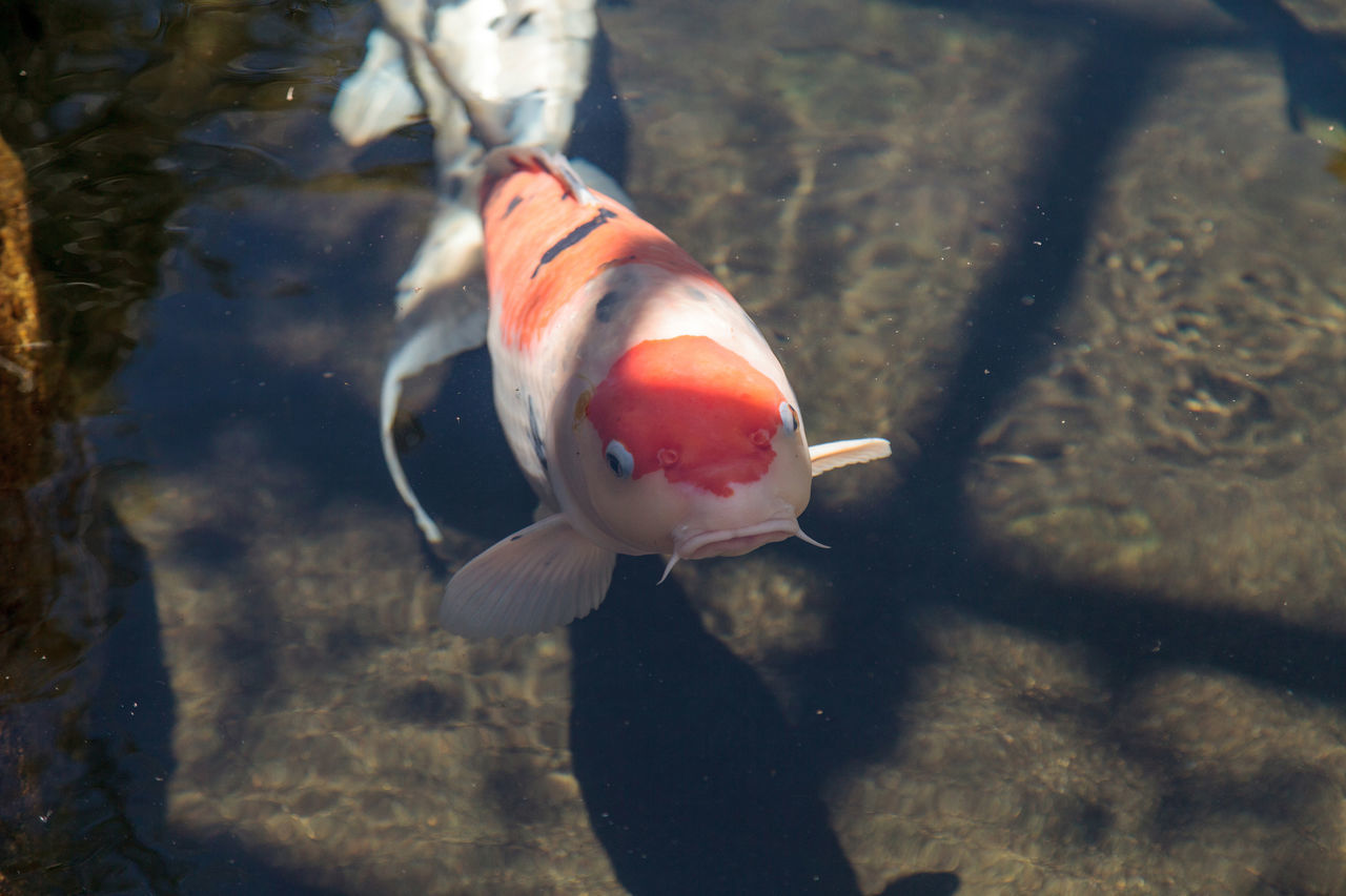 CLOSE-UP OF KOI CARPS SWIMMING IN WATER