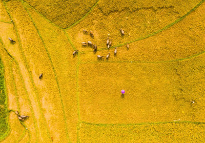 Full frame shot of yellow horse