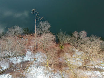 Dry plant on snow covered land against sky