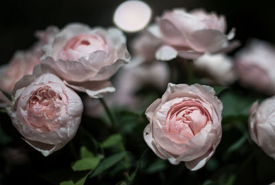 Close-up of pink roses