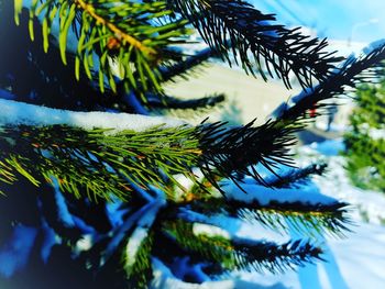 Low angle view of pine tree against sky