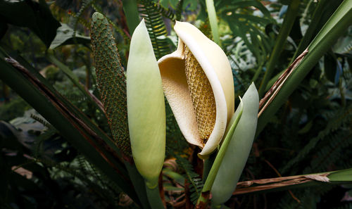 Close-up of flowering plant