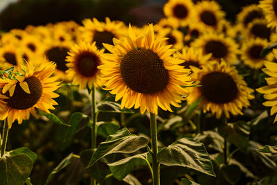 plant