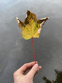 Close-up of hand holding maple leaf during autumn