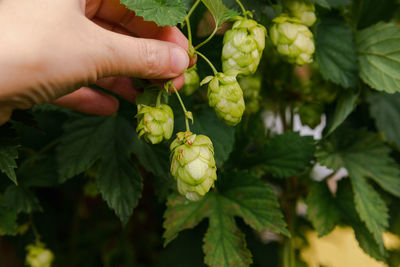 Close-up of hand holding grapes