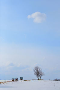 Bare trees on field against sky during winter