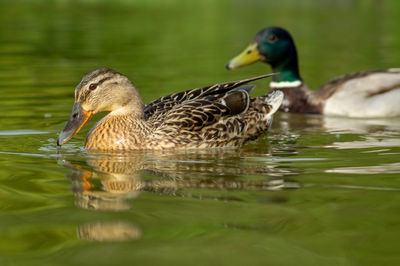 Close up water level view of male and female mallard drake and hen ducks on water