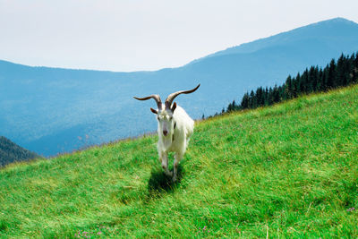 Mountain goat running on grassy hill