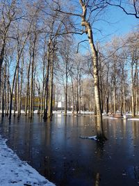 Bare trees on frozen lake against sky