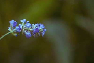 Close-up of purple flowers