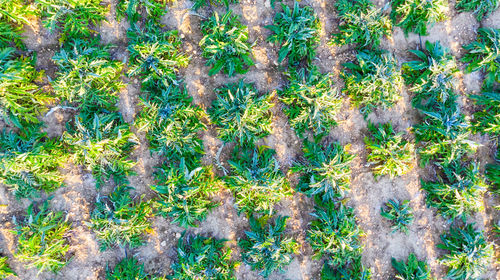 High angle view of plants growing on land