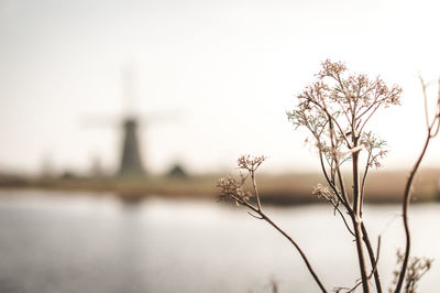 Close-up of silhouette plant growing against water