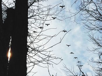 Low angle view of birds flying against sky