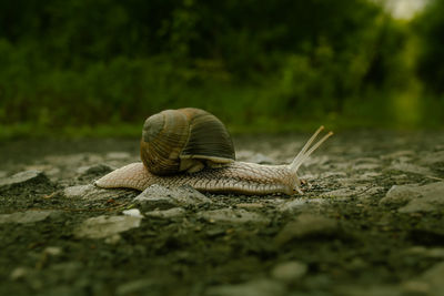 Close-up of snail